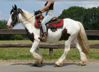 Cob Irlandese / Tinker / Gypsy Vanner, Castrone, 3 Anni, 141 cm, Pezzato