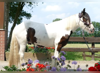 Cob Irlandese / Tinker / Gypsy Vanner, Castrone, 3 Anni, 141 cm, Pezzato