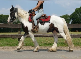 Cob Irlandese / Tinker / Gypsy Vanner, Castrone, 3 Anni, 141 cm, Pezzato