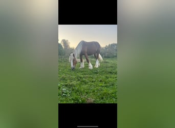 Cob Irlandese / Tinker / Gypsy Vanner Mix, Castrone, 3 Anni, 144 cm, Sauro