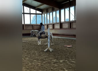 Cob Irlandese / Tinker / Gypsy Vanner, Castrone, 3 Anni, 146 cm, Palomino