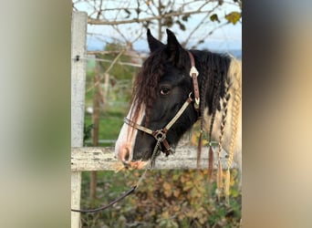 Cob Irlandese / Tinker / Gypsy Vanner, Castrone, 3 Anni, 148 cm, Tobiano-tutti i colori