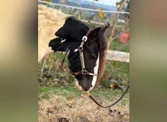 Cob Irlandese / Tinker / Gypsy Vanner, Castrone, 3 Anni, 148 cm, Tobiano-tutti i colori