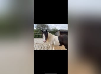 Cob Irlandese / Tinker / Gypsy Vanner, Castrone, 3 Anni, 148 cm, Tobiano-tutti i colori