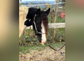 Cob Irlandese / Tinker / Gypsy Vanner, Castrone, 3 Anni, 148 cm, Tobiano-tutti i colori