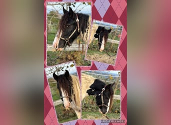 Cob Irlandese / Tinker / Gypsy Vanner, Castrone, 3 Anni, 148 cm, Tobiano-tutti i colori