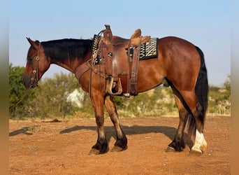 Cob Irlandese / Tinker / Gypsy Vanner, Castrone, 3 Anni, 150 cm, Baio ciliegia