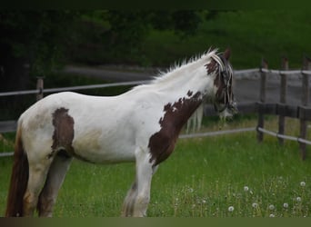 Cob Irlandese / Tinker / Gypsy Vanner, Castrone, 3 Anni, 154 cm, Pezzato