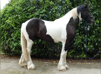 Cob Irlandese / Tinker / Gypsy Vanner, Castrone, 3 Anni, 154 cm, Pezzato