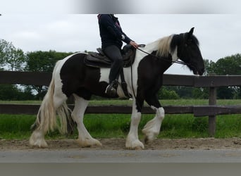 Cob Irlandese / Tinker / Gypsy Vanner, Castrone, 3 Anni, 154 cm, Pezzato