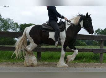 Cob Irlandese / Tinker / Gypsy Vanner, Castrone, 3 Anni, 154 cm, Pezzato