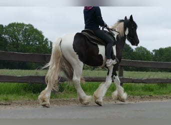 Cob Irlandese / Tinker / Gypsy Vanner, Castrone, 3 Anni, 154 cm, Pezzato