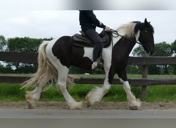 Cob Irlandese / Tinker / Gypsy Vanner, Castrone, 3 Anni, 154 cm, Pezzato