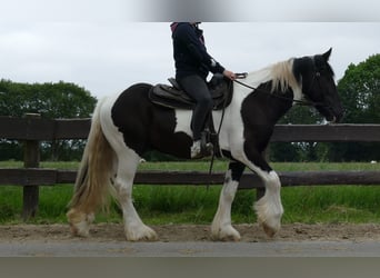 Cob Irlandese / Tinker / Gypsy Vanner, Castrone, 3 Anni, 154 cm, Pezzato