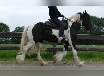 Cob Irlandese / Tinker / Gypsy Vanner, Castrone, 3 Anni, 154 cm, Pezzato