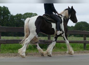 Cob Irlandese / Tinker / Gypsy Vanner, Castrone, 3 Anni, 154 cm, Pezzato