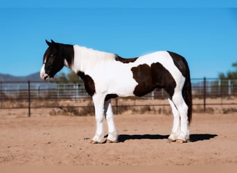 Cob Irlandese / Tinker / Gypsy Vanner Mix, Castrone, 3 Anni, 157 cm, Pezzato