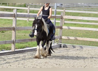 Cob Irlandese / Tinker / Gypsy Vanner, Castrone, 4 Anni, 120 cm, Pezzato