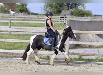 Cob Irlandese / Tinker / Gypsy Vanner, Castrone, 4 Anni, 120 cm, Pezzato