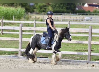 Cob Irlandese / Tinker / Gypsy Vanner, Castrone, 4 Anni, 120 cm, Pezzato