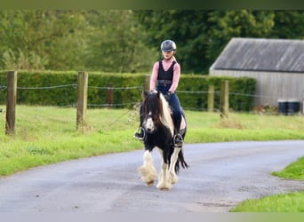 Cob Irlandese / Tinker / Gypsy Vanner, Castrone, 4 Anni, 120 cm, Pezzato