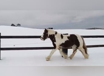 Cob Irlandese / Tinker / Gypsy Vanner, Castrone, 4 Anni, 123 cm, Pezzato