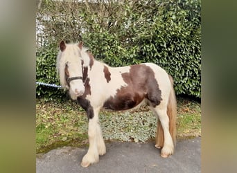 Cob Irlandese / Tinker / Gypsy Vanner, Castrone, 4 Anni, 123 cm, Pezzato