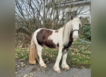 Cob Irlandese / Tinker / Gypsy Vanner, Castrone, 4 Anni, 123 cm, Pezzato