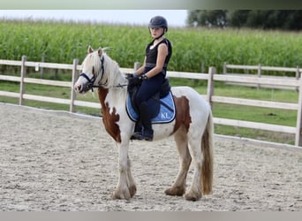 Cob Irlandese / Tinker / Gypsy Vanner, Castrone, 4 Anni, 124 cm, Pezzato