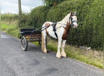 Cob Irlandese / Tinker / Gypsy Vanner, Castrone, 4 Anni, 124 cm, Pezzato