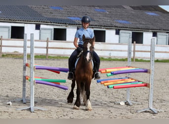 Cob Irlandese / Tinker / Gypsy Vanner, Castrone, 4 Anni, 125 cm, Baio