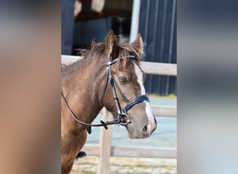 Cob Irlandese / Tinker / Gypsy Vanner, Castrone, 4 Anni, 125 cm, Baio