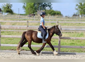 Cob Irlandese / Tinker / Gypsy Vanner, Castrone, 4 Anni, 125 cm, Baio