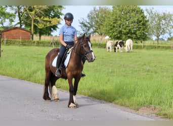 Cob Irlandese / Tinker / Gypsy Vanner, Castrone, 4 Anni, 125 cm, Baio