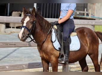 Cob Irlandese / Tinker / Gypsy Vanner, Castrone, 4 Anni, 125 cm, Baio