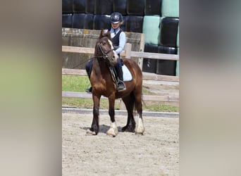 Cob Irlandese / Tinker / Gypsy Vanner, Castrone, 4 Anni, 125 cm, Baio