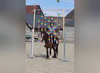 Cob Irlandese / Tinker / Gypsy Vanner, Castrone, 4 Anni, 125 cm, Baio