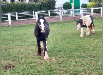 Cob Irlandese / Tinker / Gypsy Vanner, Castrone, 4 Anni, 125 cm, Morello