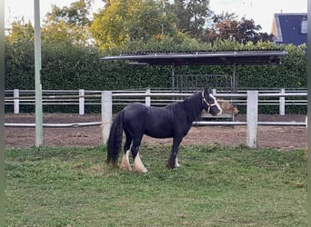 Cob Irlandese / Tinker / Gypsy Vanner, Castrone, 4 Anni, 125 cm, Morello