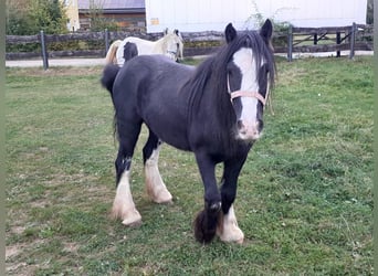 Cob Irlandese / Tinker / Gypsy Vanner, Castrone, 4 Anni, 125 cm, Morello