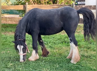 Cob Irlandese / Tinker / Gypsy Vanner, Castrone, 4 Anni, 125 cm, Morello