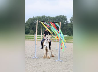 Cob Irlandese / Tinker / Gypsy Vanner, Castrone, 4 Anni, 125 cm, Pezzato