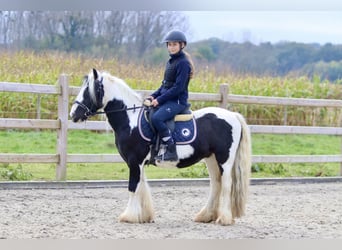 Cob Irlandese / Tinker / Gypsy Vanner, Castrone, 4 Anni, 125 cm, Pezzato