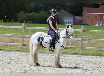 Cob Irlandese / Tinker / Gypsy Vanner, Castrone, 4 Anni, 125 cm, Pezzato