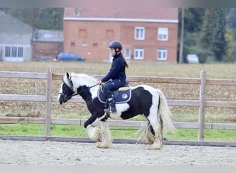 Cob Irlandese / Tinker / Gypsy Vanner, Castrone, 4 Anni, 125 cm, Pezzato