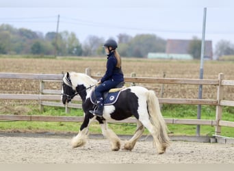 Cob Irlandese / Tinker / Gypsy Vanner, Castrone, 4 Anni, 125 cm, Pezzato