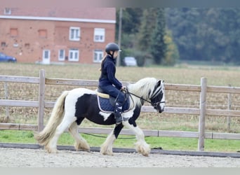 Cob Irlandese / Tinker / Gypsy Vanner, Castrone, 4 Anni, 125 cm, Pezzato