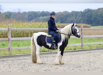 Cob Irlandese / Tinker / Gypsy Vanner, Castrone, 4 Anni, 125 cm, Pezzato