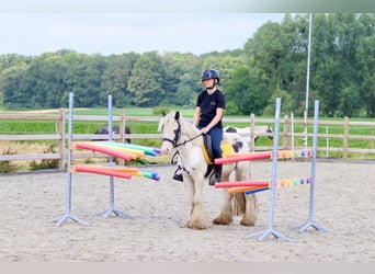 Cob Irlandese / Tinker / Gypsy Vanner, Castrone, 4 Anni, 125 cm, Pezzato