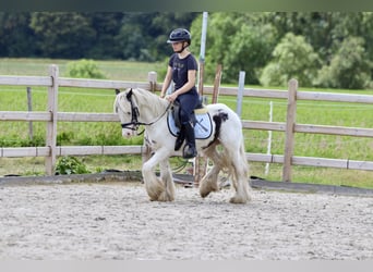 Cob Irlandese / Tinker / Gypsy Vanner, Castrone, 4 Anni, 125 cm, Pezzato